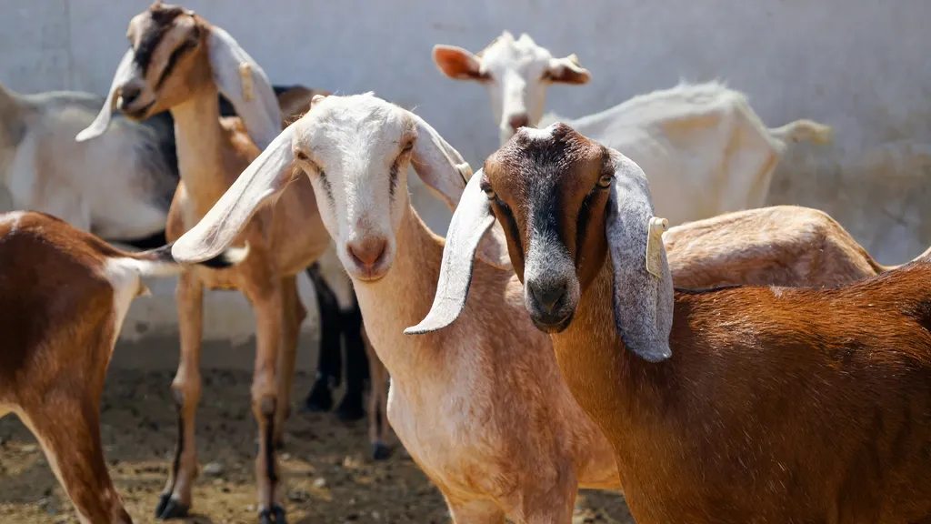 New goat farms to be located at least 500 metres from residential areas to reduce health risk