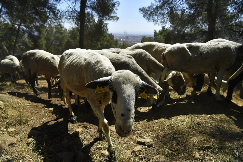 Sheep and goats graze in the natural park of Collserola on May 12, 2022. | Pau Barrena/AFP via Getty Images