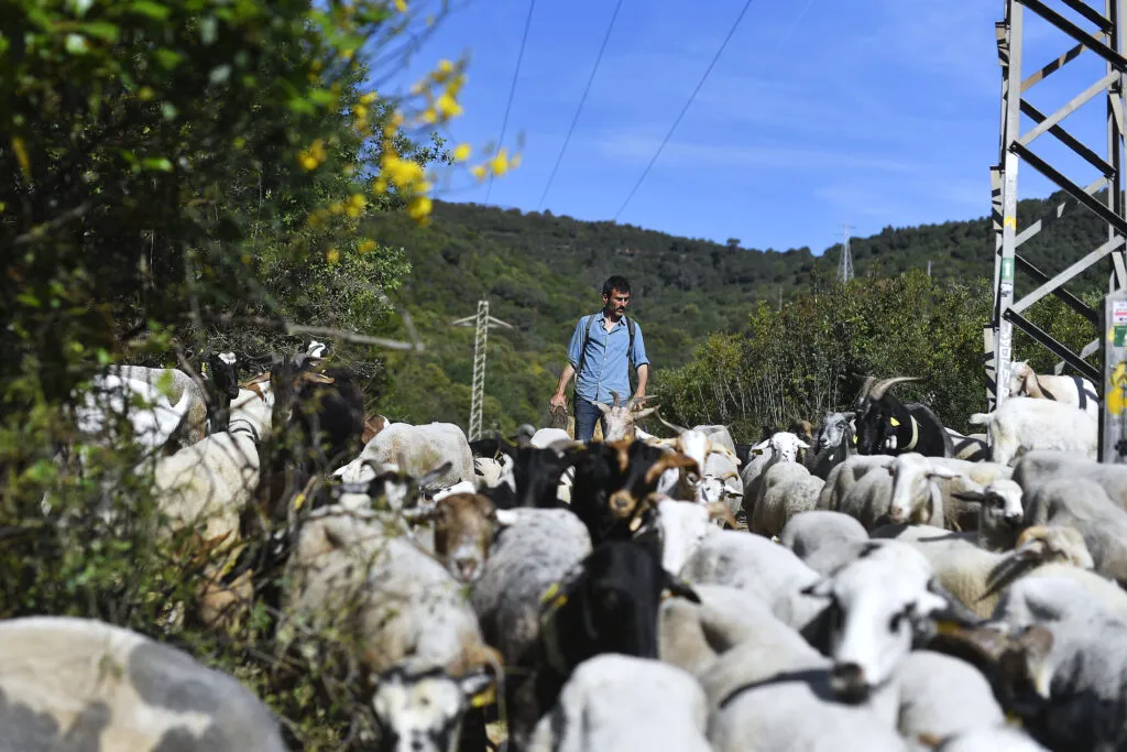 Spanish shepherd Daniel Sanchez herds his flock of goats and sheep at the natural park of Collserola, near Barcelona on May 12, 2022. | Pau Barrena/ AFP via Getty Images